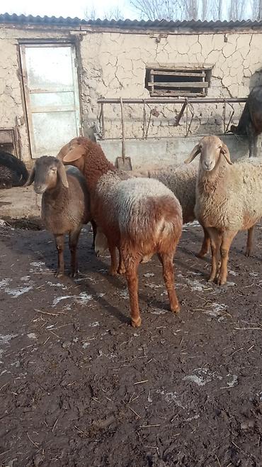 Баран, овца: Продаю | Овца (самка) | Романовская | Для разведения | Ярка — 1