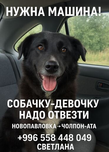 пропала собака хаски: Пожалуйста помогите отвезти собаку на пристройство в дом из