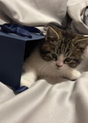 отдам котенка в добрые руки: Скотиш Страйт (Шотландиялык тик кулактуу), 2 айлык, Эркек, Лотокко барууга үйрөтүлгөн, Курттардан тазаланган, Документтери менен