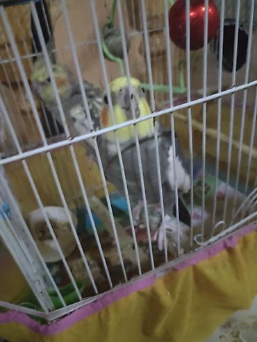 Korella qusu 2 dişi 1 erkek 2 si askim, babacik sözləri deyir və lalafo.az -da Korella qusu 2 dişi 1 erkek 2 si askim, babacik sözləri deyir və