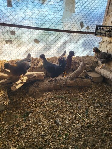 Digər quşlar: Kəkilli kənd fərələri 4 aylıq 10 ədəd 19 manatadi fərələr 12 manat — 10