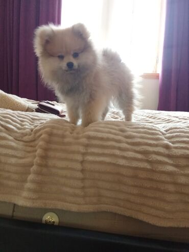 bichon frise qiymeti: Pekines, 4 ay, Erkek, Peyvəndli, Ödənişli çatdırılma, Ünvandan götürmə
