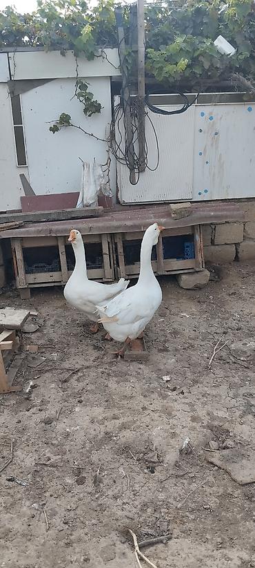 bulbul quşu haqqinda melumat: Xalmaqorla qarişıqdır 6 aylıq tam sağlam 2 ədəddir 2də erkəkdir qiymət — 3