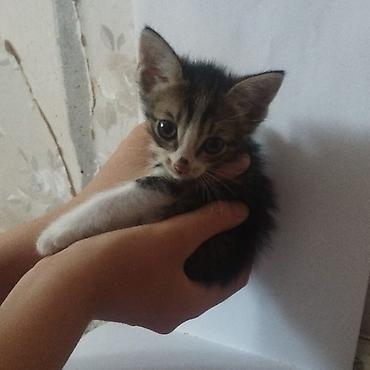 котят даром: Котята, помёт разноокрасочный: - Черный короткошёрстный котёнок с — 3