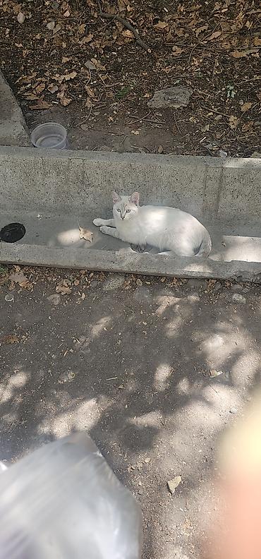 бесплатно котята: 3 месяца, Мальчик — 6