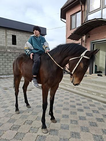 Лошади, кони: Продаю | Кобыла (самка) | Английская — 4