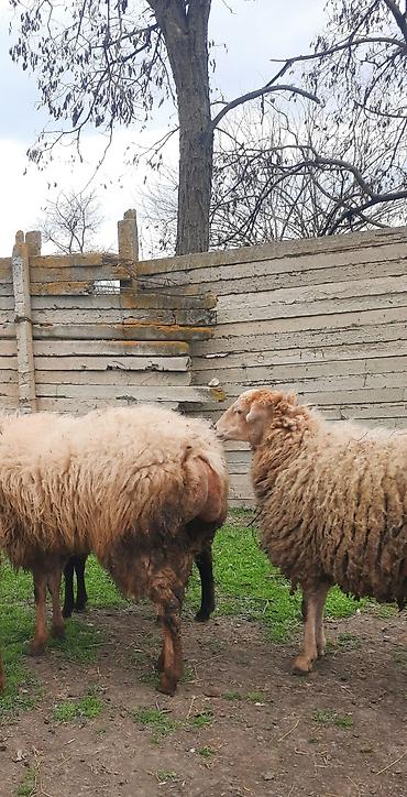 Qoyunlar, qoçlar: Şişək satılır -da lalafo.az — 3 Qoyunlar, qoçlar: Şişək satılır — 3