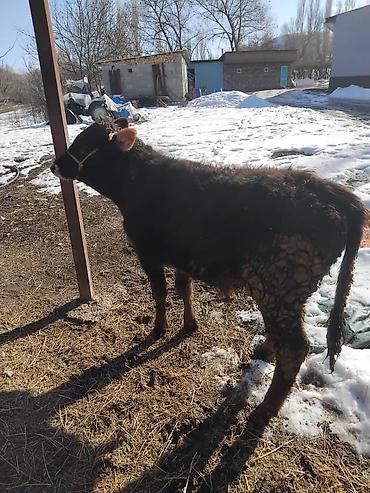 Коровы, быки: Продаю | Бык (самец) | Полукровка | На откорм | Привязанные — 6