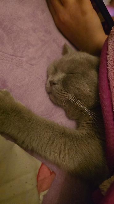 Pişiklər: Britan, Erkək, Cütləşmə üçün -da lalafo.az — 7 Pişiklər: Britan, Erkək, Cütləşmə üçün — 7