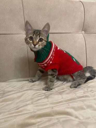 Pişiklər: Sekilleri cevirib baxin her biri pulsuz sahiblendirilir. tertemiz ev — 4