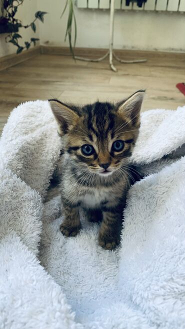 корм для кошек и котят: Продам котят хорошей семье. Мама бенгал Приученныеготовы к новому