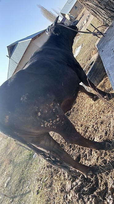 Коровы, быки: Продаю | Корова (самка) | Для разведения | Стельные — 4