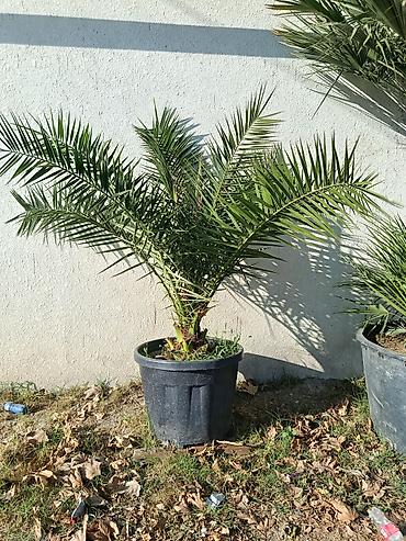 Xurma palmaları – qablarda - Bitki: Xurma (Phoenix dactylifera tipli