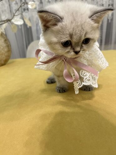 Pişiklər: Şotland, Erkək, Dişi, Ünvandan götürmə -da lalafo.az — 9 Pişiklər: Şotland, Erkək, Dişi, Ünvandan götürmə — 9