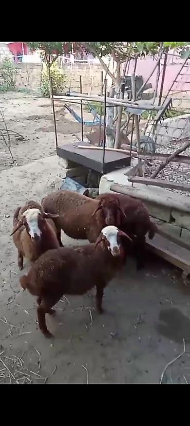 dişi pitbul: Dişi, Qala, il: 1, Damazlıq — 1