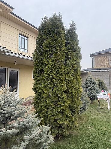 Ель: Продаю Ели голубые от 2-4 метров, колоновидные туи 4 метровые: густые — 28