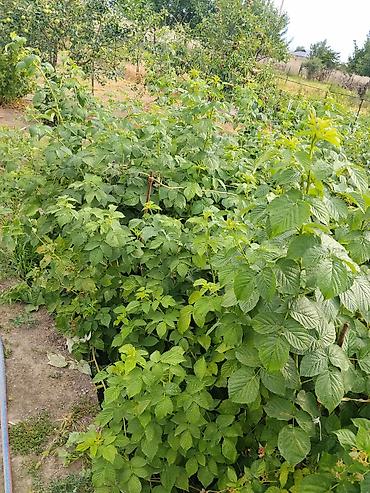 дача горняк: Продаю или меняю Дом с двором и хозяйственными постройками 4 комнаты — 9