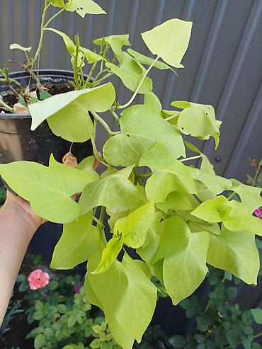 плющь: Ипомея батат (Ipomoea batatas) — декоративные сорта для клумб, кашпо и — 4