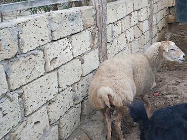 Qoyun – satilir saqlam kok qoyundu lalafo.az -da Qoyun – satilir saqlam kok qoyundu