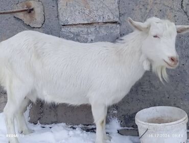 продажа козлов: Продаю | Коза (самка) | Нубийская, Зааненская | Для молока, Для разведения | Котные, Племенные