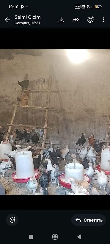 bildircin satisi tap az: Qarışıq cinsli kənd toyuqları – yemləyicilərlə birlikdə - Məhsul: Ev — 1