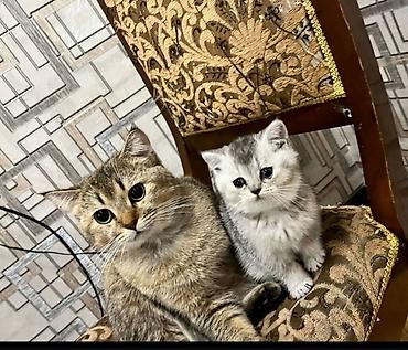 Pişiklər: Britan — 15