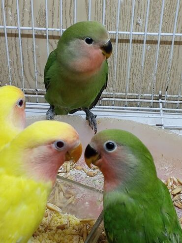 Tutuquşları: Tutuquşu popuqay fişer nerazlucnik 1-3 aylıq balalar — 2