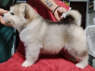 Psi: Aljaski malamut štenci Štenci aljaskog malamuta spremni za na lalafo.rs — 5 Psi: Aljaski malamut štenci Štenci aljaskog malamuta spremni za — 5