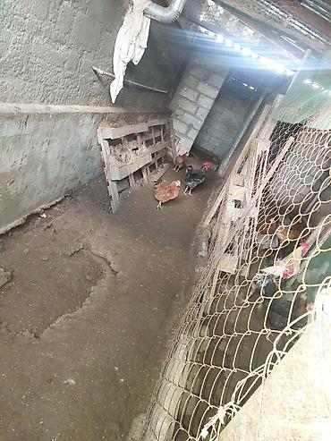 toyug hini: Toyuq, Damazlıq, Ünvandan götürmə — 4