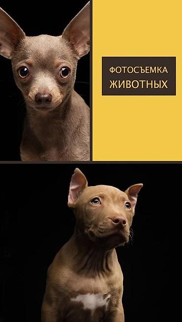 фотосъемка: Фотосъёмка, Видеосъемка | Студия, С выездом | Съемки мероприятий, Love story, Видео портреты — 10
