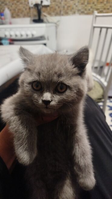 купить породистую кошку: Скотиш Страйт (Шотландиялык тик кулактуу), 2 айлык, Ургаачы, Боз, Эмделген