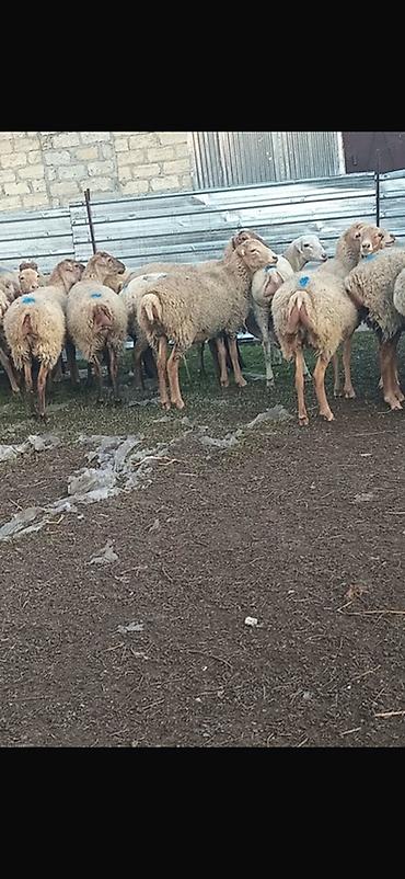 cucələrin satisi: 20 Baş Boğaz BEYLƏQAN Sort Qoyunlar Satılır Ünvan Göyçay Rayonu — 1
