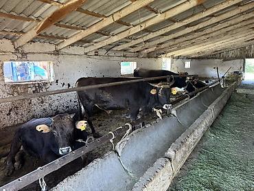 собаки породы: Продаю | Бык (самец) | Полукровка | На откорм | Привязанные — 2