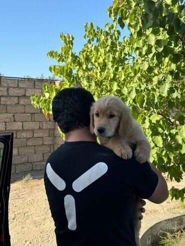 golden retriever satış: Retriever, 3 ay, Erkek, Peyvəndli, Ünvandan götürmə, Pulsuz çatdırılma