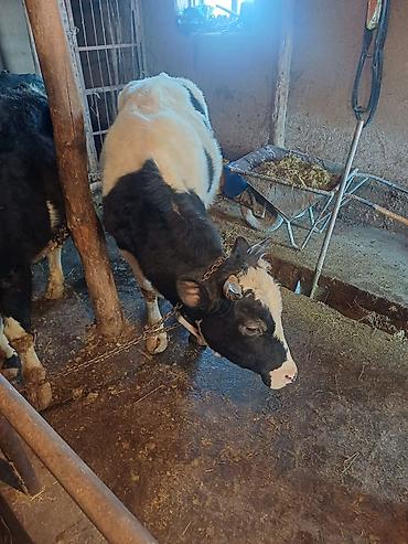 Коровы, быки: Продаю | Бык (самец) | На откорм | Привязанные at lalafo.kg — 6 Коровы, быки: Продаю | Бык (самец) | На откорм | Привязанные — 6