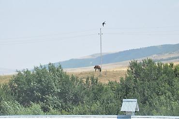 nzs qesebesinde 3 otaqli ev type 1: 3000 sot, Kənd təsərrüfatı, Maklerlər narahat etməsin, Bələdiyyə, Kupça (Çıxarış) — 4