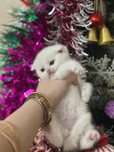 Pişiklər: Şotland — 3