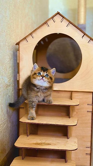 британская кошка: Британская короткошёрстная, 2 месяца, Мальчик, Золотая шиншилла — 3