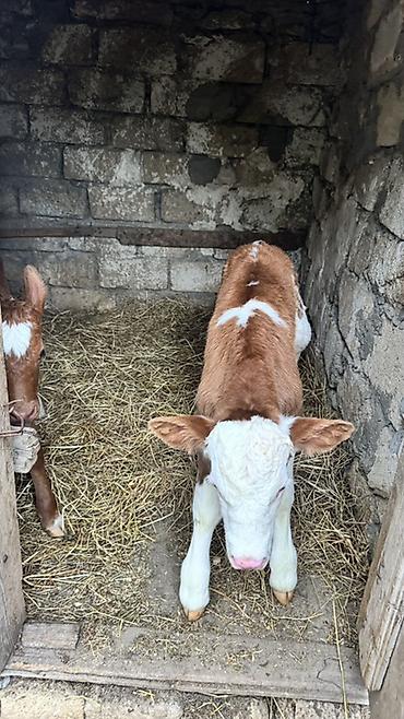 brama satisi: İki baş erkək simmental buzovlar satılır. Yalnız və yalnız real — 10