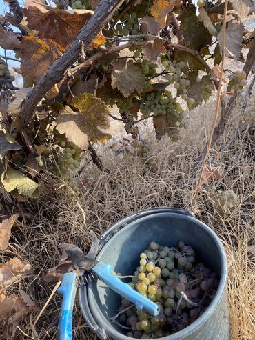 Продажа домов: Дача, 55 м², 5 комнат, Старый ремонт — 19