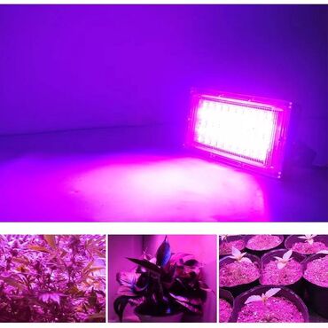 Baštenska rasveta: Led Reflektor Rast Biljki Led Grow Full Spectrum 50w 220v — 4