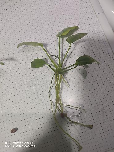 Аквариумы: Водоросли живые: Анубиас Бартера, нана ( цветут белыми и розовыми — 23