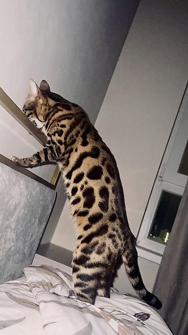бенгальские кот: Бенгальская, 1 год, Девочка, Приучена к лотку — 4