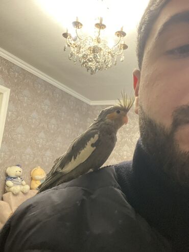 Amadinlər: Növ: karella (papuqayı) – boz rəng çalarları, yanaqlarda narıncı — 11