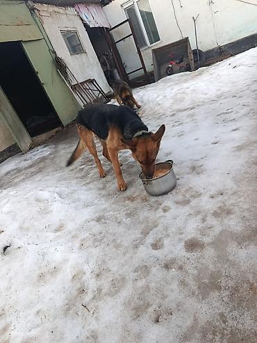 Продажа собак: Немецкая овчарка, 5 лет, Самка — 1