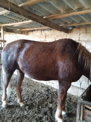 Лошади, кони: Продаю | Жеребенок — 4