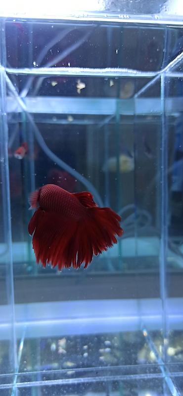 Balıqlar: Betta (Petuşok balığı), Ünvandan götürmə — 7