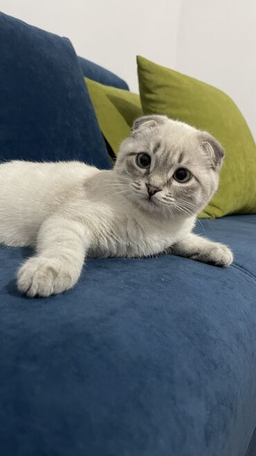 британский котик: Продается вислоухий шотландский котик, 1,5г Отдаем с домиком, лотком