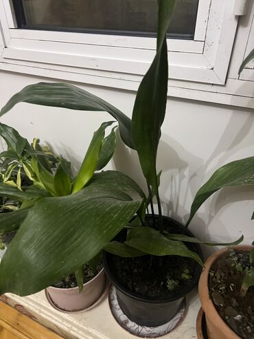 Otaq bitkiləri: Her nov guler var endirimnen verecem Gencedi istiyen yazsin satiş -da lalafo.az — 45 Otaq bitkiləri: Her nov guler var endirimnen verecem Gencedi istiyen yazsin satiş — 45