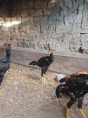 tap az goyercin satisi: Toyuq cücələri, Damazlıq — 2